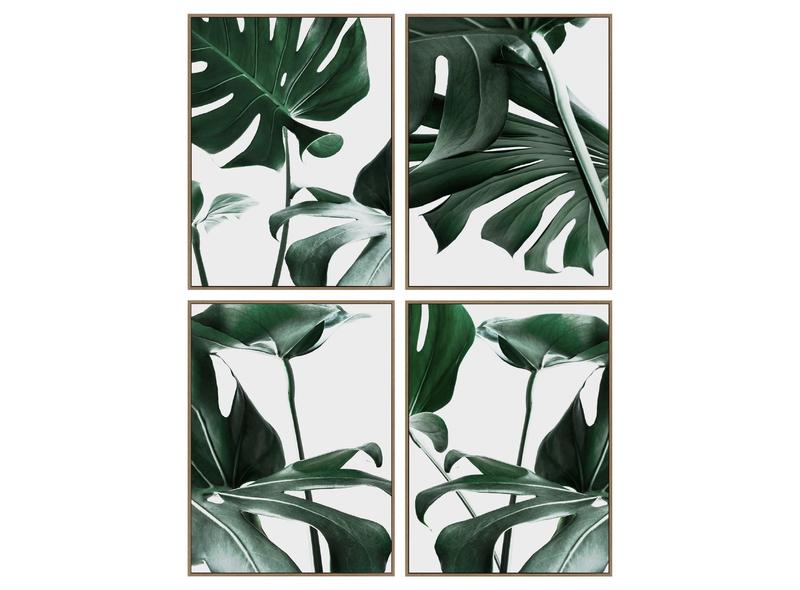 product image for Monstera Study