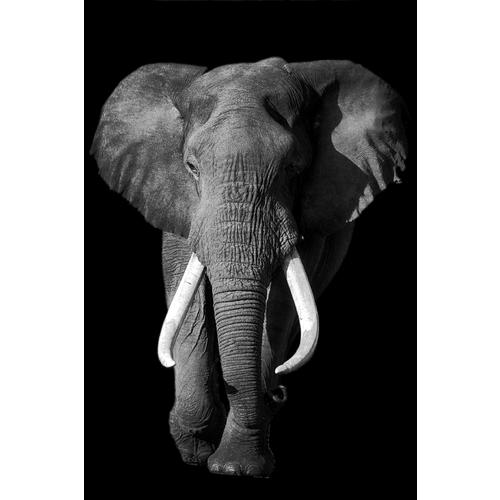 image of Domination V - Elephant