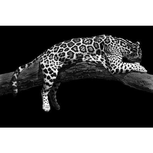 image of Domination IV - Jaguar