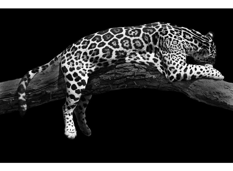 product image for Domination IV - Jaguar