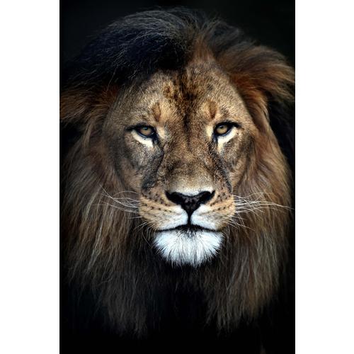 image of Domination III - Lion